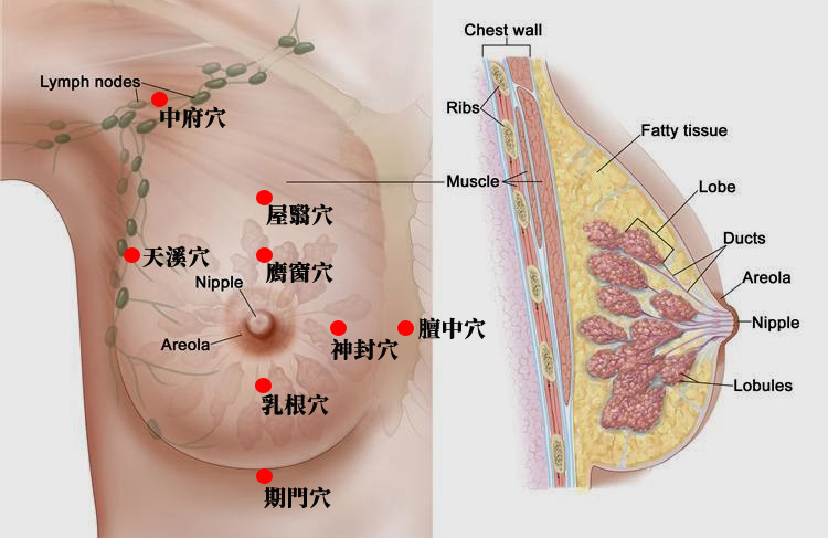 日本乳房經穴